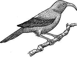 Illustration of honeycreeper