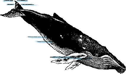 Illustration of humpback whale