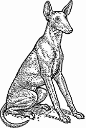 Illustration of ibizan hound