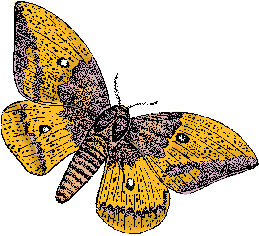Illustration of imperial moth
