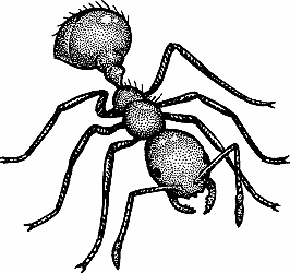 Illustration of imported fire ant