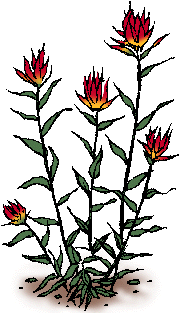 Illustration of indian paintbrush