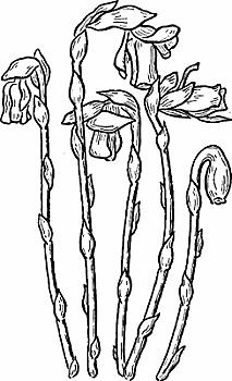Illustration of indian pipe