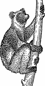 Illustration of indri