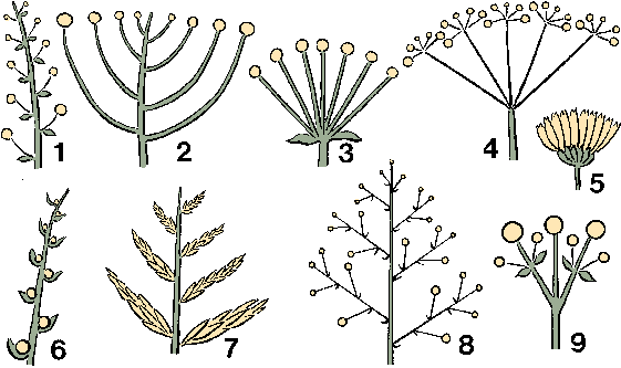 Illustration of inflorescence