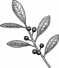 Illustration of inkberry