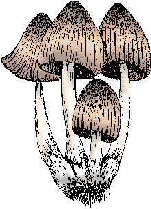 Illustration of inky cap