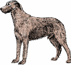 Illustration of irish wolfhound