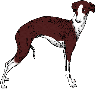 Illustration of italian greyhound
