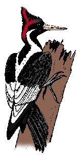 Illustration of <span class=syl>ivo</span><span class=syl>ry<span class=sylbreak>-</span>billed woodpecker</span>