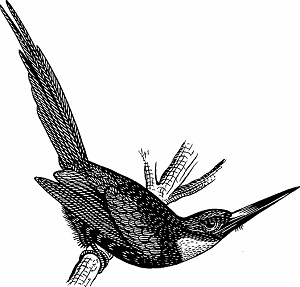 Illustration of jacamar