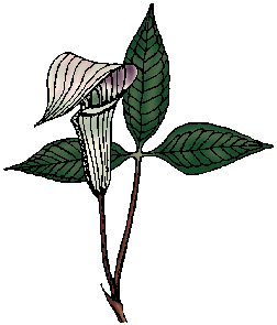 Illustration of jack-in-the-pulpit