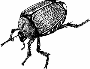 Illustration of japanese beetle