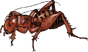 Illustration of jerusalem cricket