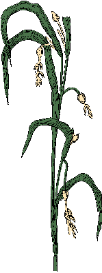 Illustration of job's tears