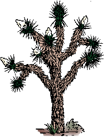 Illustration of joshua tree