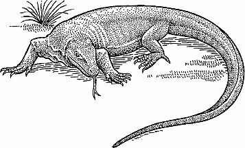 Illustration of komodo dragon