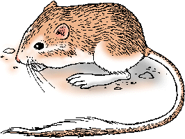 Illustration of kangaroo rat