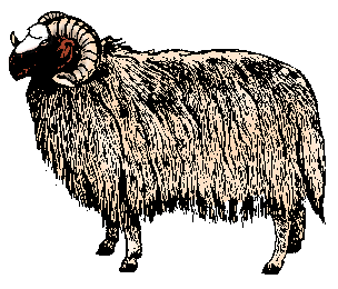 Illustration of karakul