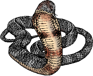 Illustration of king cobra