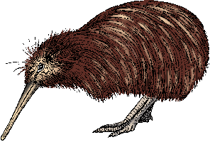 Illustration of kiwi