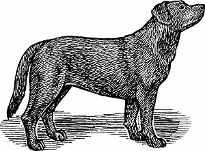Illustration of labrador retriever