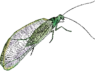 Illustration of lacewing