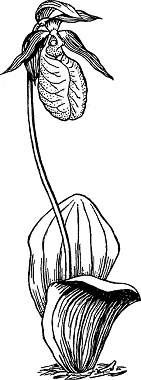 Illustration of lady's slipper