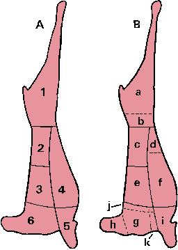 Illustration of lamb