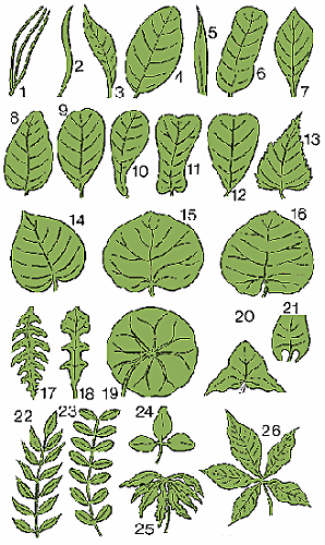 Illustration of leaf