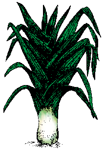 Illustration of leek