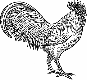 Illustration of leghorn