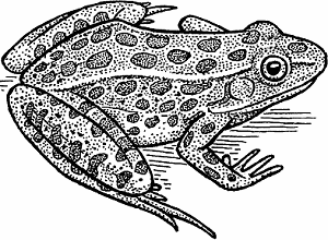 Illustration of leopard frog