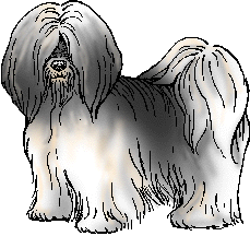 Illustration of lhasa apso