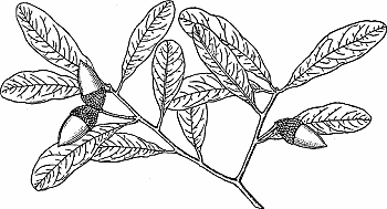 Illustration of live oak