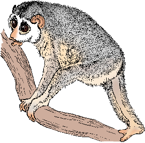 Illustration of loris