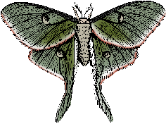 Illustration of luna moth