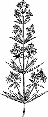 Illustration of madder
