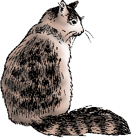 Illustration of maine coon