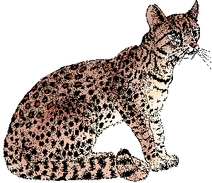 Illustration of margay