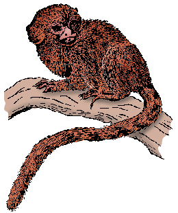 Illustration of marmoset