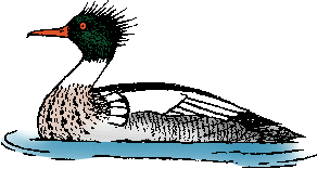 Illustration of merganser