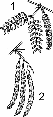 Illustration of mesquite