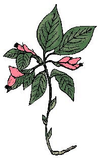 Illustration of milkwort