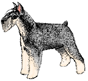Illustration of miniature schnauzer