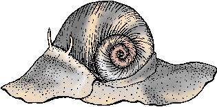 Illustration of moon snail