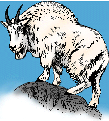 Illustration of mountain goat