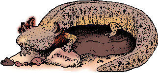Illustration of mudpuppy