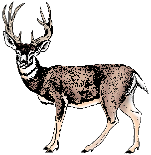 Illustration of mule deer