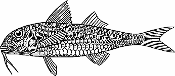 Illustration of mullet